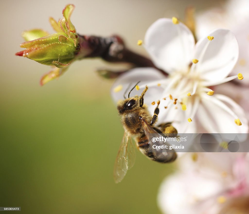 Honey bee collecting pollen.