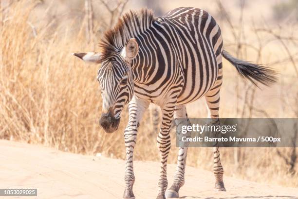 Burping Zebra 1,246 Standing Side Zebra Stock Photos, High-Res Pictures, and Images ...