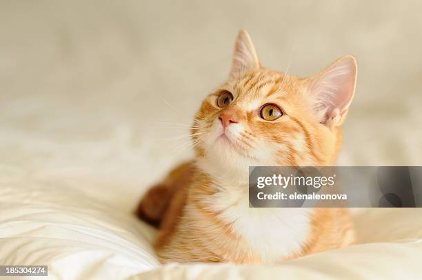 kitten - cute little redhead stock pictures, royalty-free photos & images