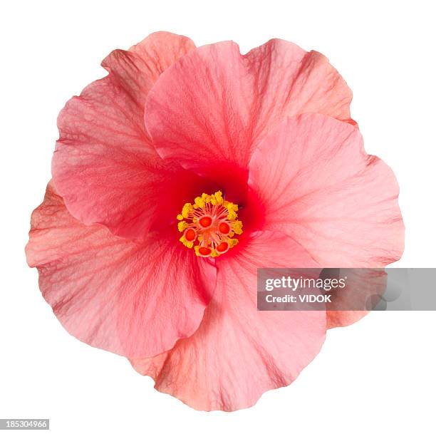 hibiscus. - tropical flower 個照片及圖片檔