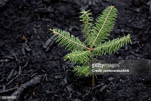 tree grows after forest fire - jong boompje stockfoto's en -beelden