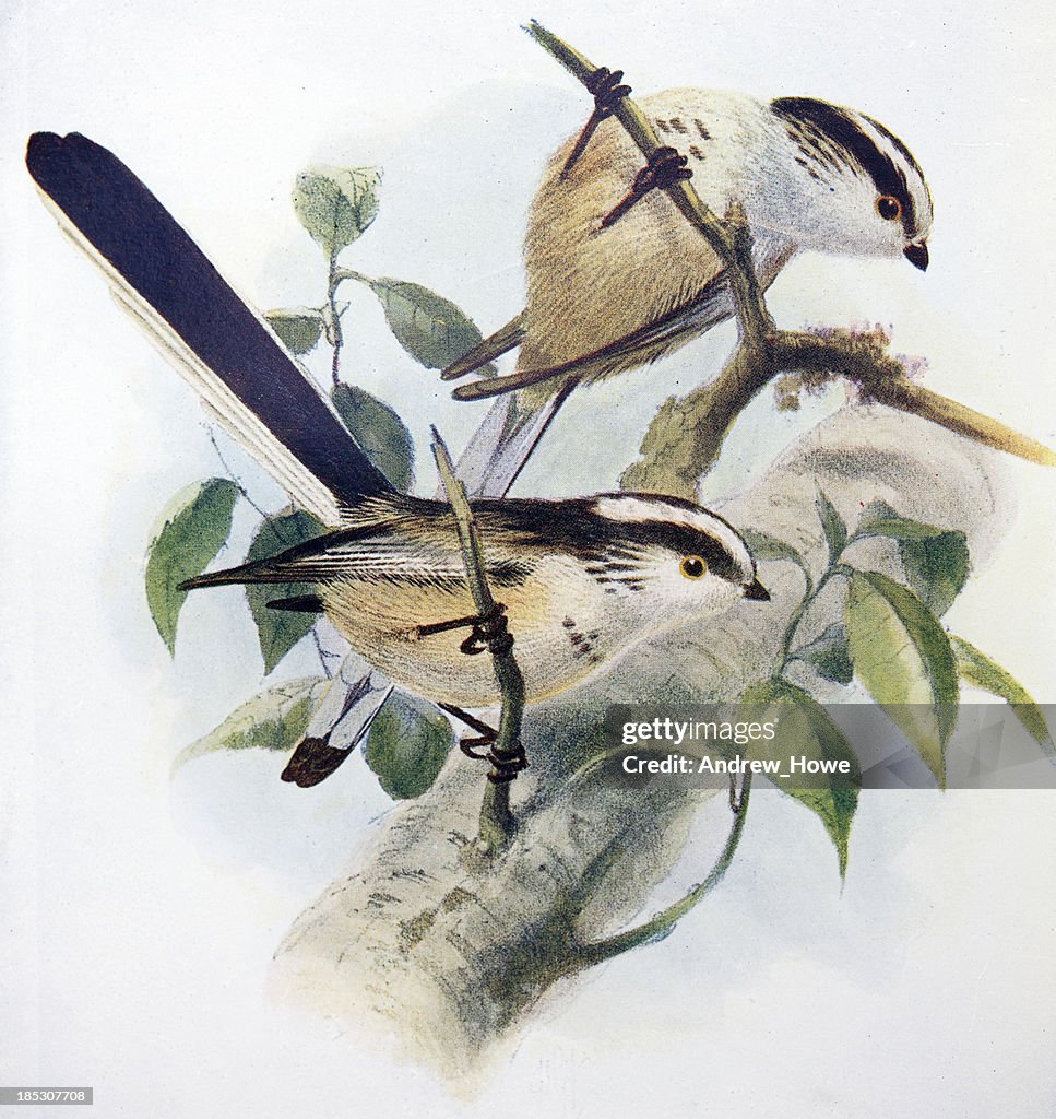 Long Tailed Tit Illustration