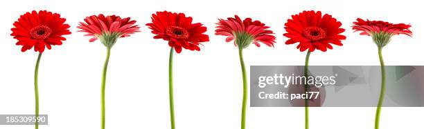 gerberas (with clipping path) - gerbera daisy stock pictures, royalty-free photos & images