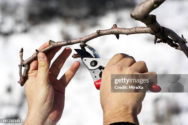 person pruning a tree with red clippers - tree pruning stock pictures, royalty-free photos & images