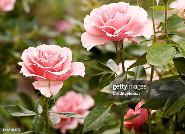 1,821 Light Pink Roses Stock Photos, High-Res Pictures, and Images ...
