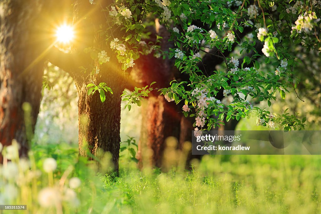 Sun Shining through the Blooming Tree - Spring Orchard