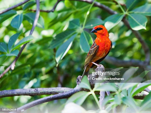 fody macho rojo - male animal fotografías e imágenes de stock