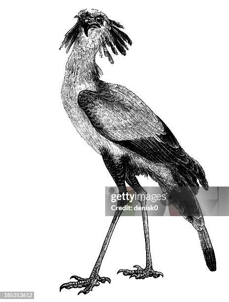 secretarybird - secretary bird stock illustrations