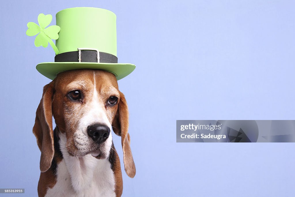 Leprechaun Dog