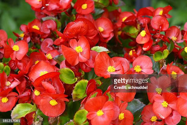 red begonias - begonia stock pictures, royalty-free photos & images