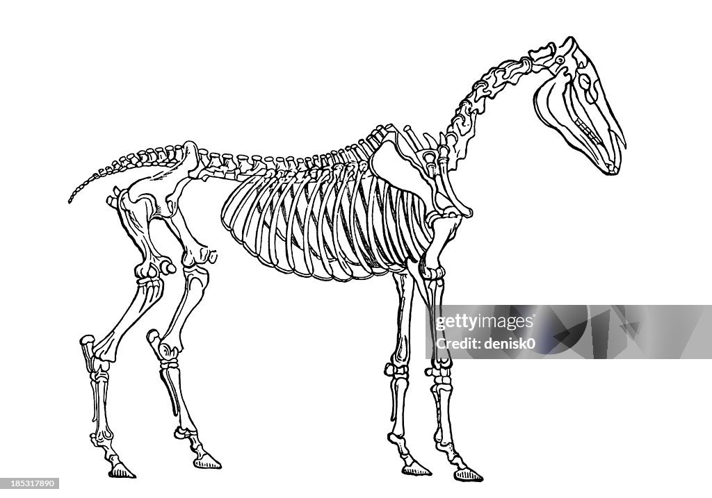 Horse skeleton