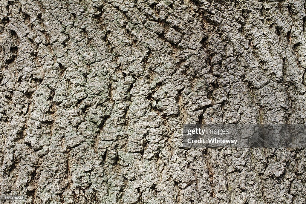 Cinza cinza verde fundo textura de Casca de Árvore