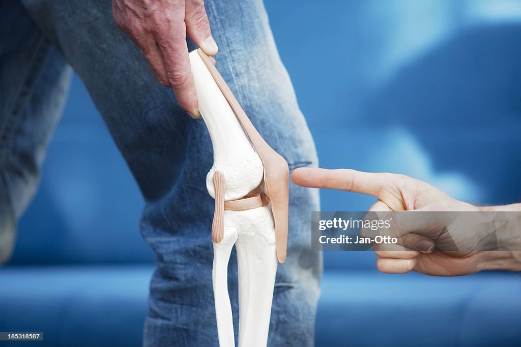 Human knee joint