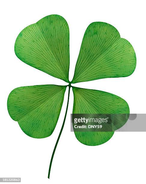 four leaf clover on white background - four leaf clover stock pictures, royalty-free photos & images