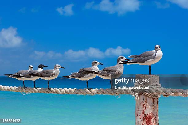 row of seagulls sitting on rope against blue sea - fence birds stock pictures, royalty-free photos & images