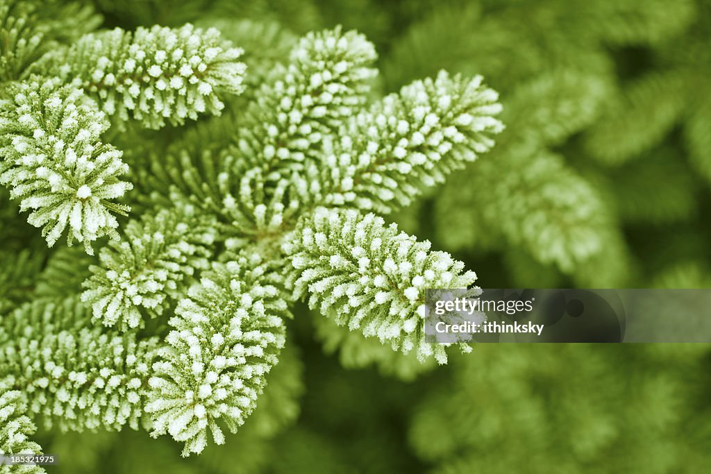 Frosty pine leaf