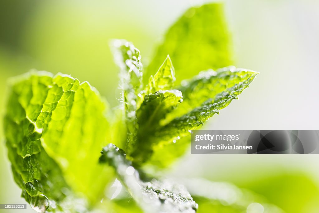 Fresh mint leaves drops of water