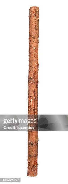 three metre long log isolated on white - trunk bildbanksfoton och bilder