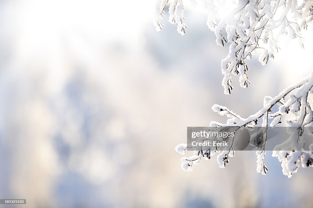 Winter branch covered with snow