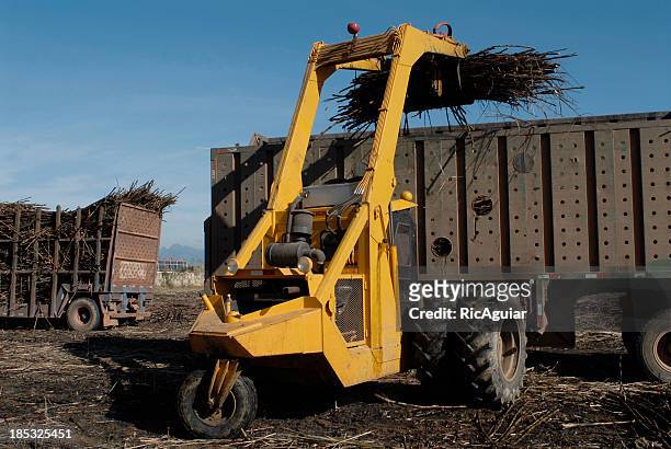 harvesting sugar cane - agriculture sugar cane stock pictures, royalty-free photos & images