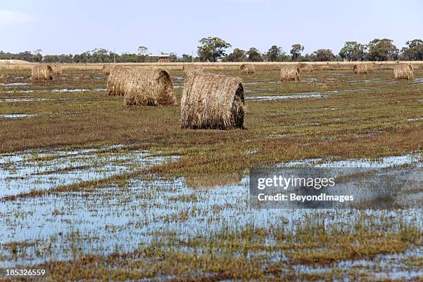 ruined hay bales swamped in flooded paddock - extreme weather farm stock pictures, royalty-free photos & images