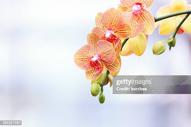 orchidea - orchid dendrobium single stem foto e immagini stock