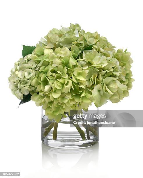 green hydrangea bouquet on white background - high key green stock pictures, royalty-free photos & images