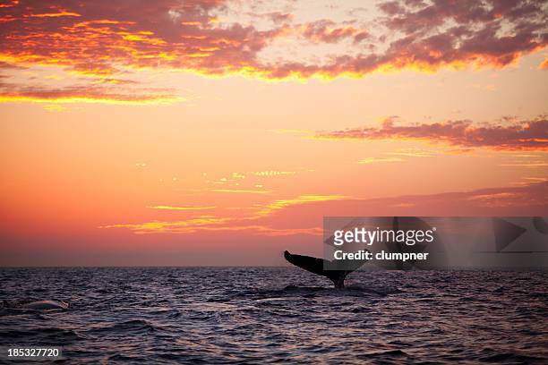 schwanzflosse von tauchen buckelwal bei sonnenuntergang - tail fin stock-fotos und bilder