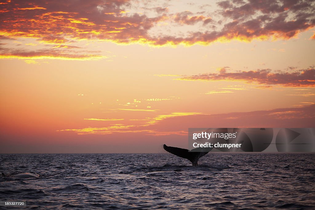 Tail fin from diving humpback whale at sunset