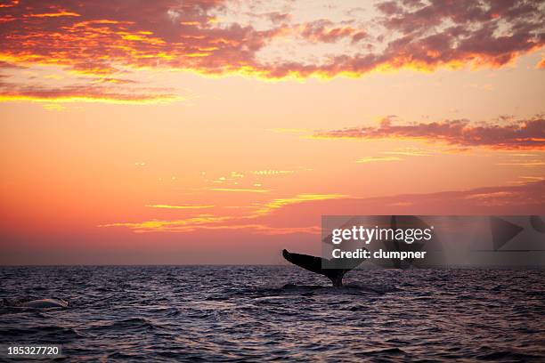 tail fin from diving humpback whale at sunset - stjärtfena bildbanksfoton och bilder