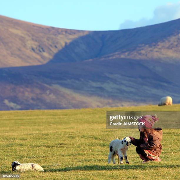 girl and lamb - sheep ireland stock pictures, royalty-free photos & images