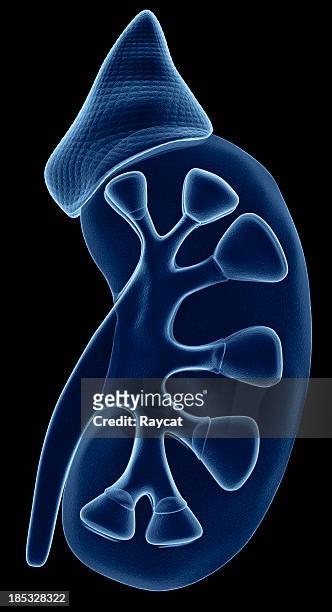 rim raio-x - human kidney - fotografias e filmes do acervo