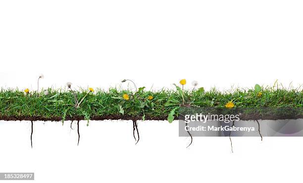 dandelion plants growing in grass with roots - uncultivated stock pictures, royalty-free photos & images