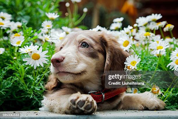 dachshund - dog with long hair stock pictures, royalty-free photos & images