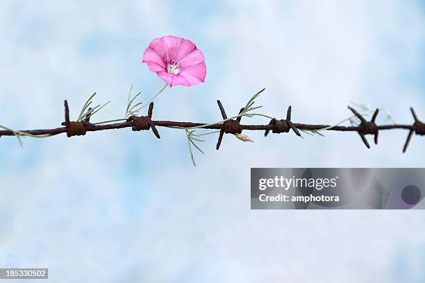 freedom - barbed wire fence stock pictures, royalty-free photos & images