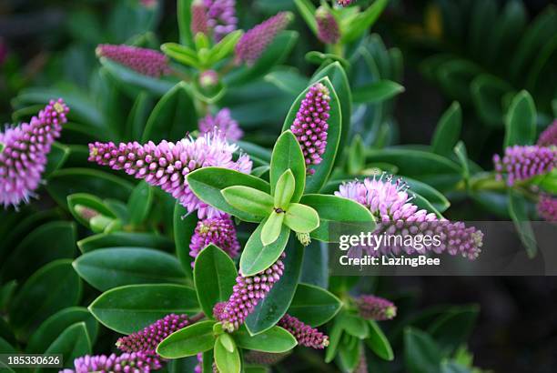 new zealand hebe flower - hebe stockfoto's en -beelden