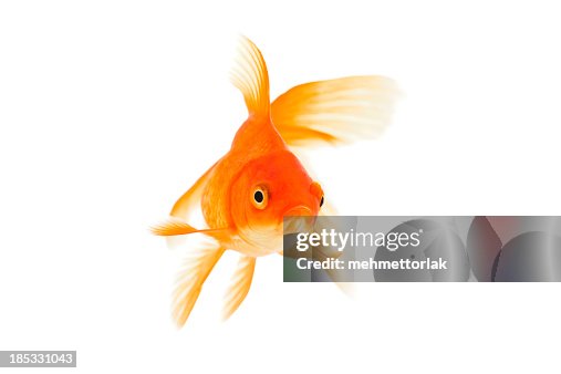 Goldfisch auf weißem Hintergrund Goldfisch auf weißem Hintergrund