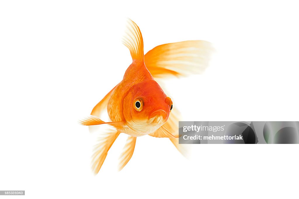 Goldfish on a white background