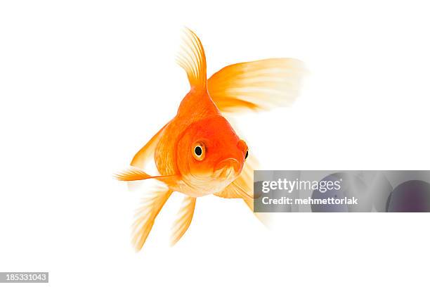 goldfish on a white background - swimming fish stock pictures, royalty-free photos & images