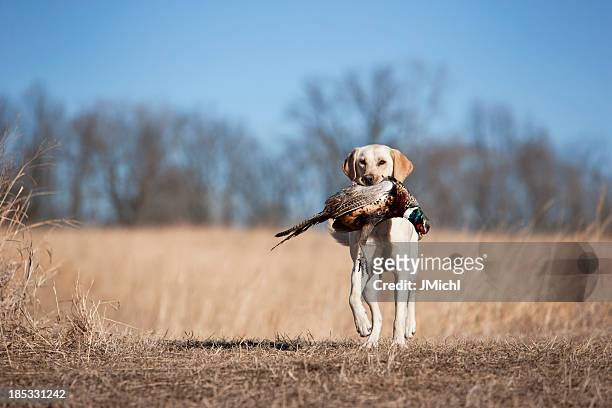 yellow labrador retrieving a rooster pheasant in midwest. - hunting dog stockfoto's en -beelden