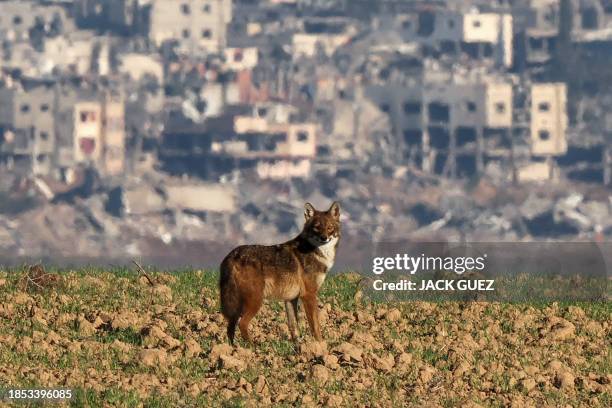 Picture taken in southern Israel near the border with the Gaza Strip on December 17 shows a jackal in the area amid ongoing battles with the...