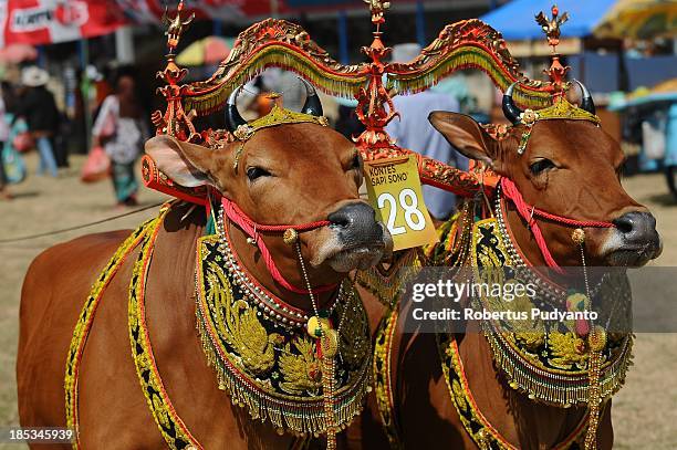 Sapi Events 46 Enthusiasts Gather For The Sapi Sonok Festival 2013 Female Cow ...