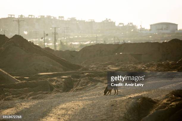 Dog walks near the Erez Crossing near the border with Israel on December 15 northern Gaza Strip. As the IDF have pressed into Gaza as part of their...