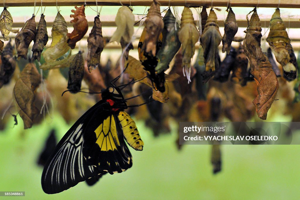 KYRGYZSTAN-NATURE-BUTTERFLY-EXHIBITION