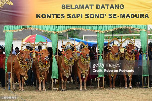 Sapi Events 46 Enthusiasts Gather For The Sapi Sonok Festival 2013 Female Cow ...