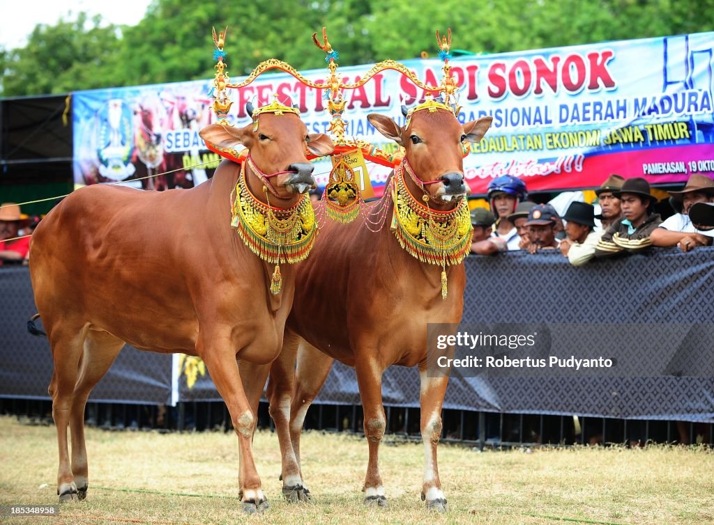 Sapi Events Contestants perform during Sapi Sonok Festival on October 19, 2013 in ...