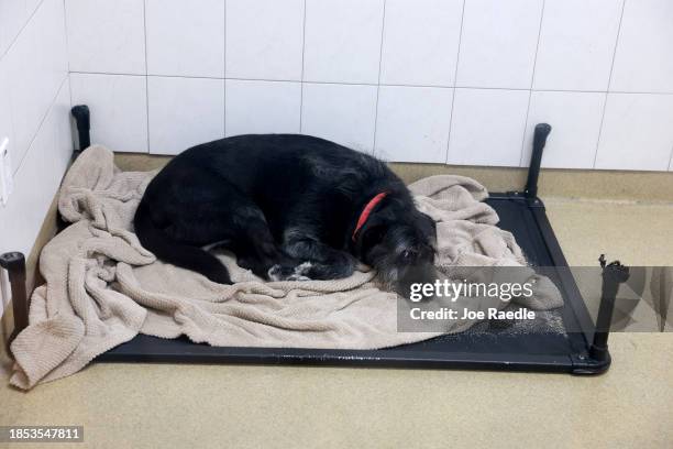 Dog that is up for adoption sleeps at the Humane Society of Greater Miami on December 13, 2023 in Miami, Florida. The shelter is experiencing an...