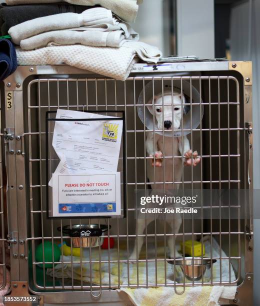 Dog waits to be adopted at the Humane Society of Greater Miami on December 13, 2023 in Miami, Florida. The shelter is experiencing an overcrowding...