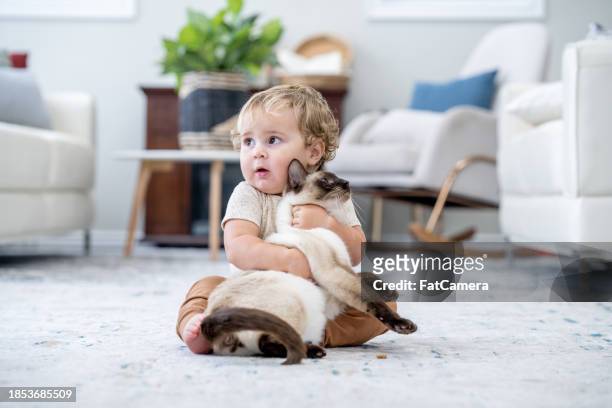 little boy hugging his cat - cat looking at camera stock pictures, royalty-free photos & images