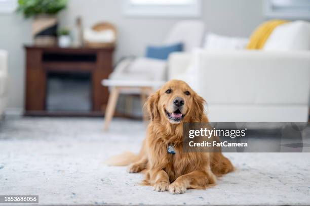 golden retriever relajándose en casa - perro cobrador fotografías e imágenes de stock